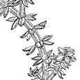 Galium arenarium